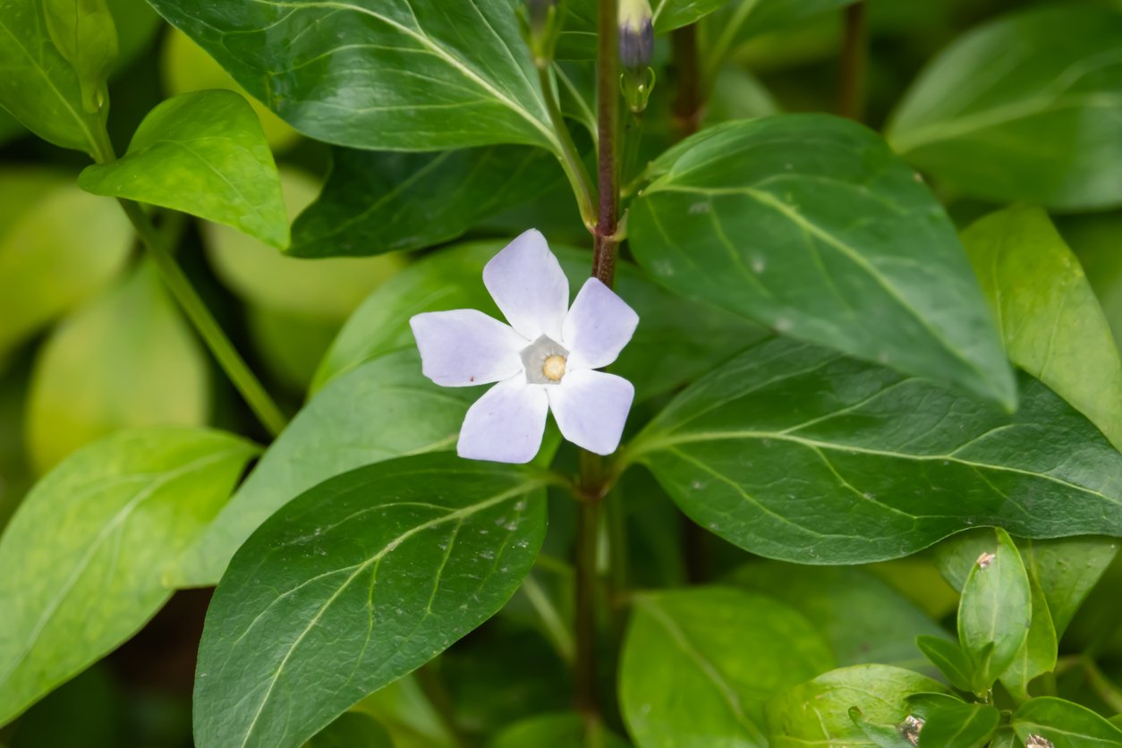 Barwinek pospolity ELISA - 3