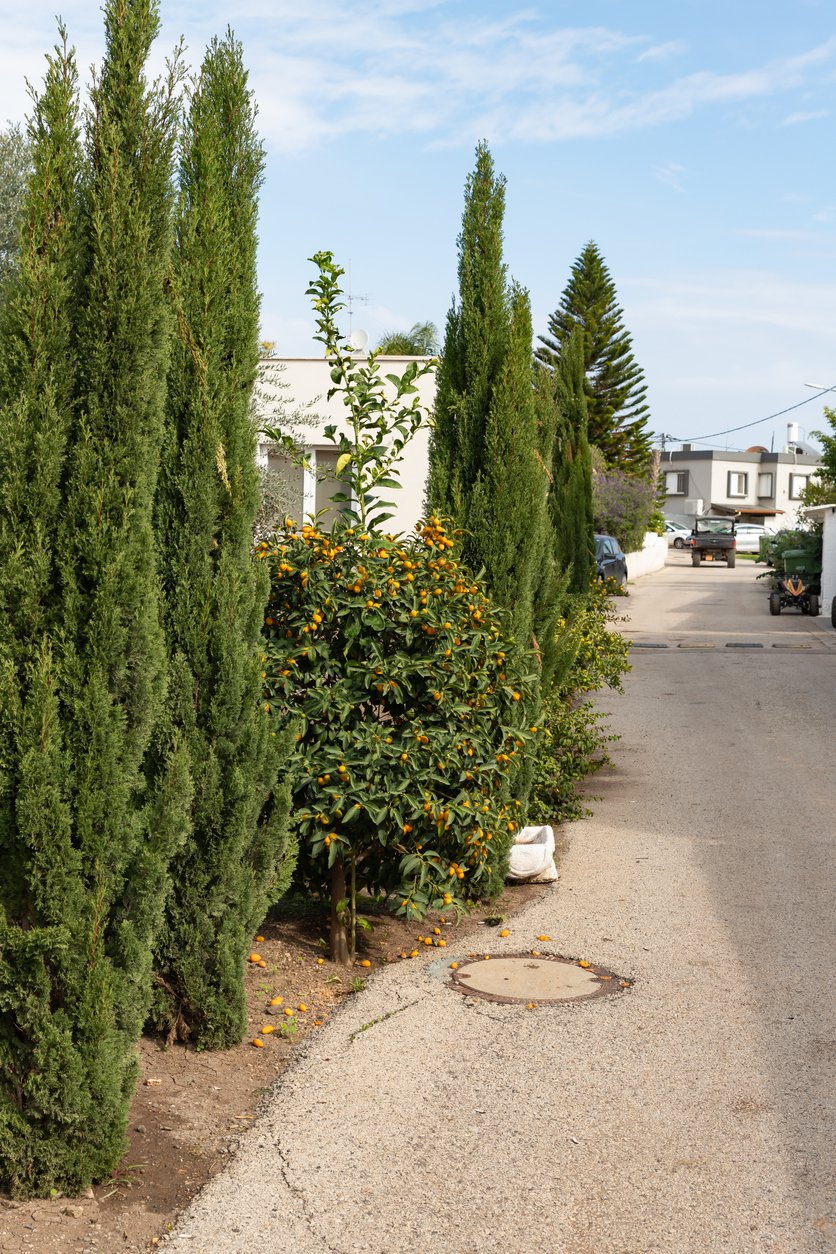 Tuja thuja DEGROOT’S SPIRE - 4