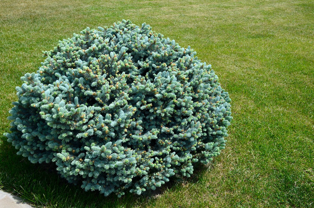 Świerk czarny NANA - 3