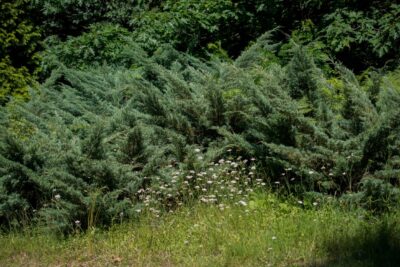 Jałowiec chiński BLUE ALPS