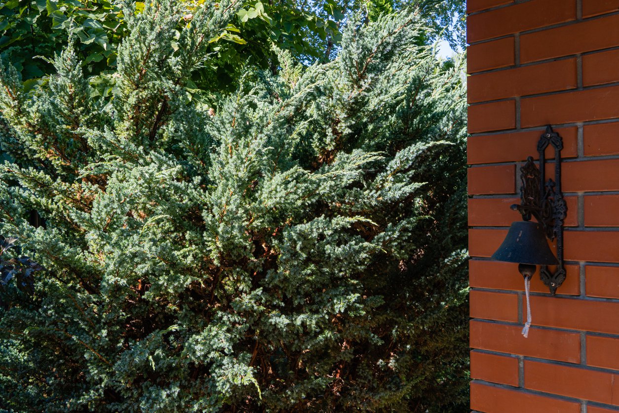 Jałowiec chiński BLUE ALPS - 3