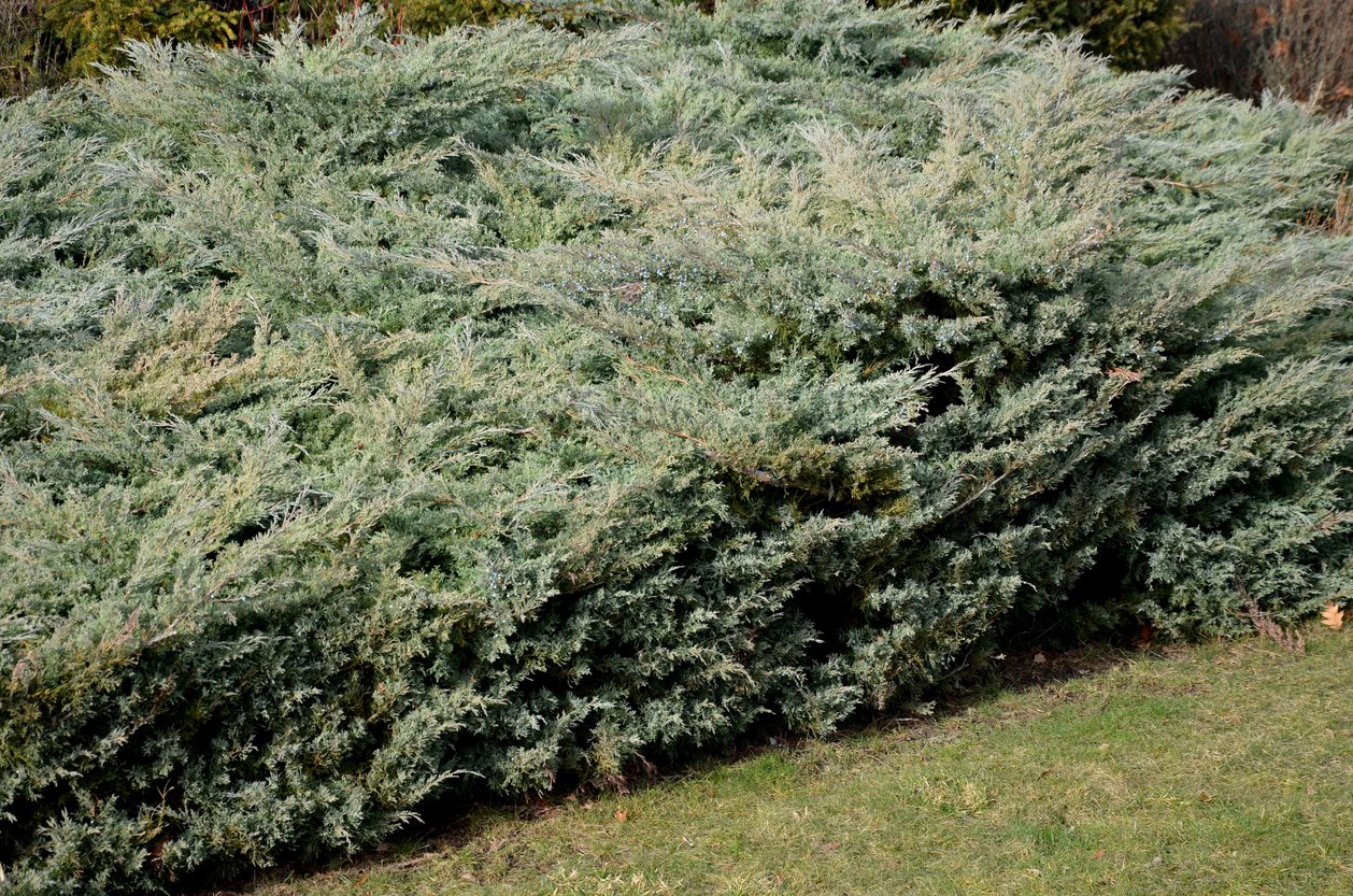 Jałowiec chiński BLUE ALPS - 4