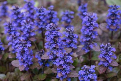 Dąbrówka rozłogowa BLACK SCALLOP