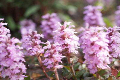 Dąbrówka rozłogowa GOLD CHANG