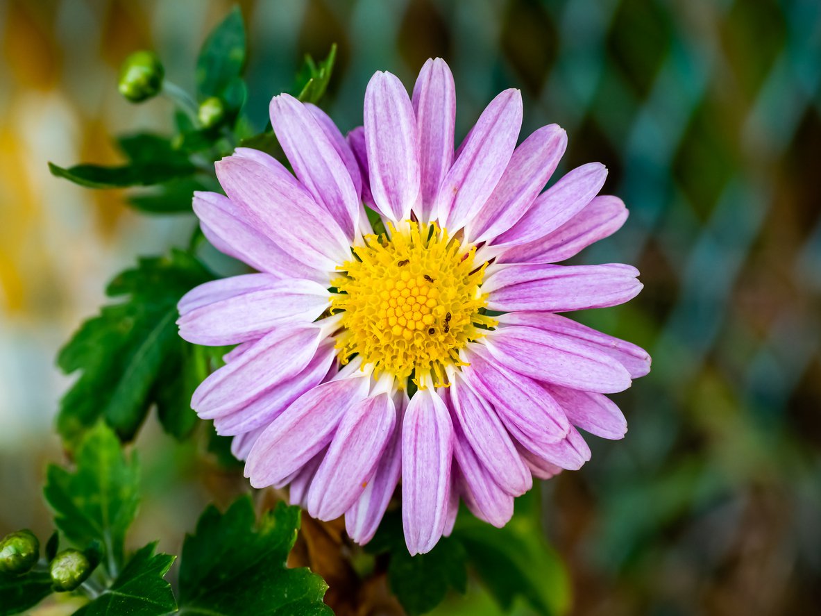 Złocień arktyczny ROSEUM