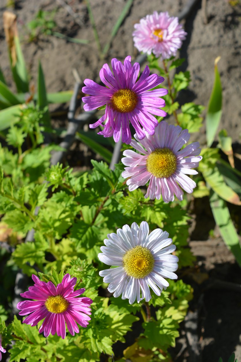 Złocień arktyczny ROSEUM - 2