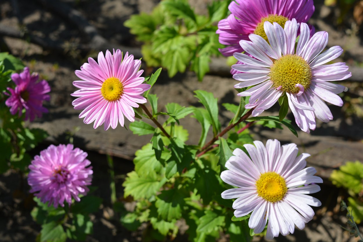 Złocień arktyczny ROSEUM - 3