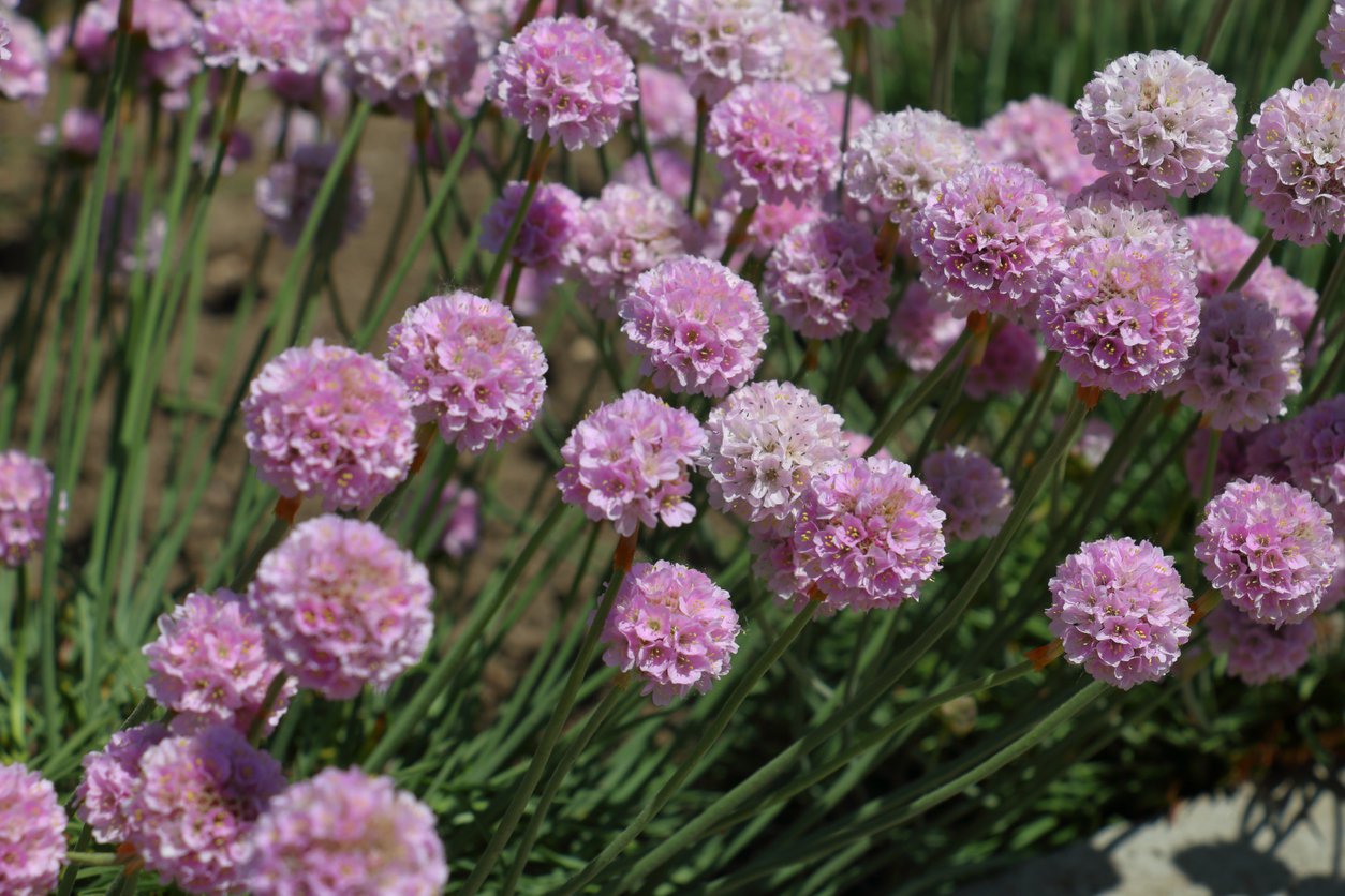 Zawciąg nadmorski ROSEA - 4