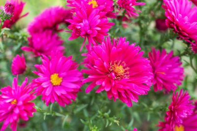 Aster nowobelgijski WINSTON CHURCHILL