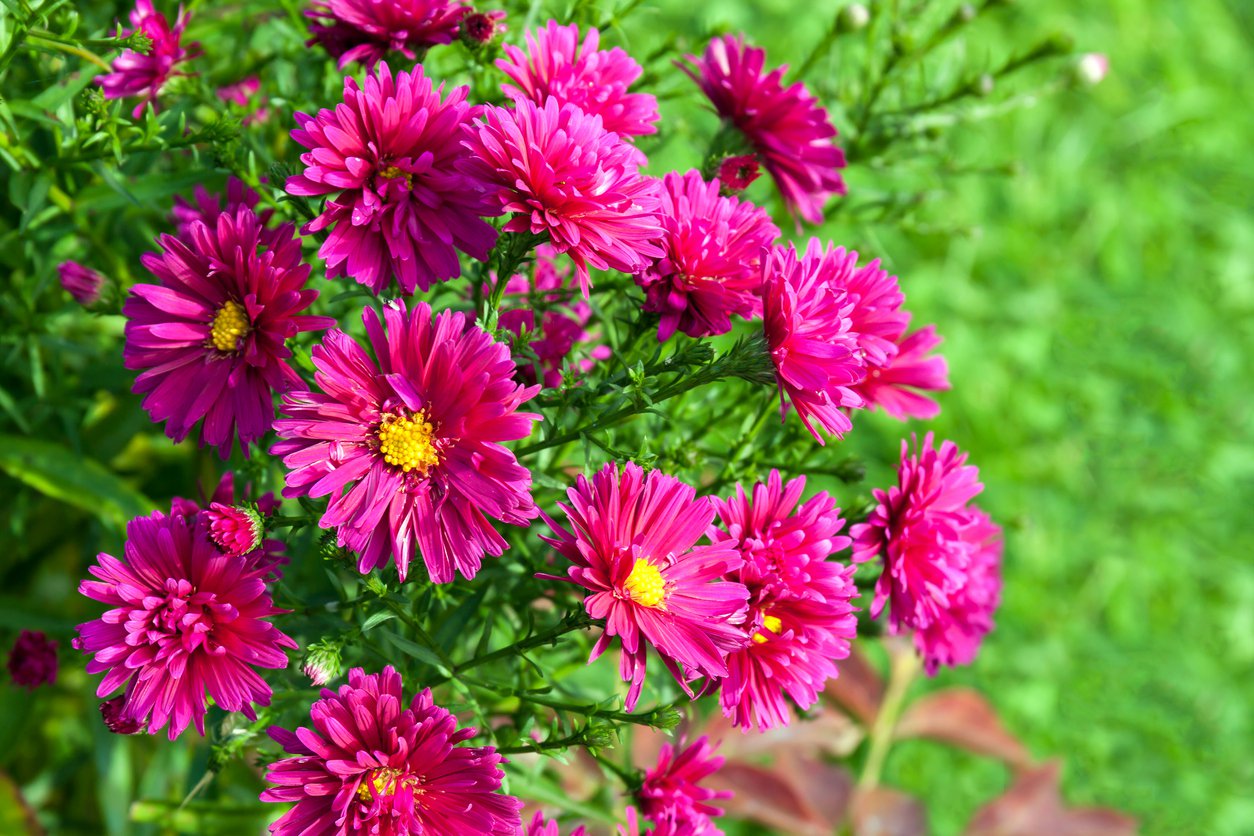 Aster nowobelgijski WINSTON CHURCHILL - 3