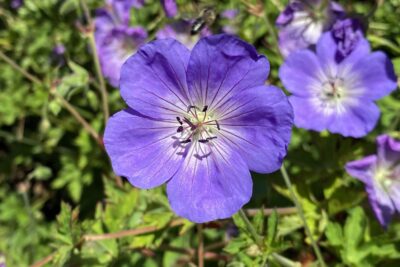 Bodziszek Wallicha BLOOM ME AWAY