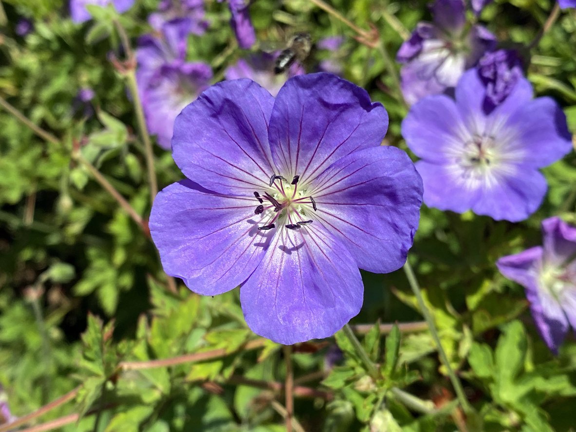 Bodziszek Wallicha BLOOM ME AWAY