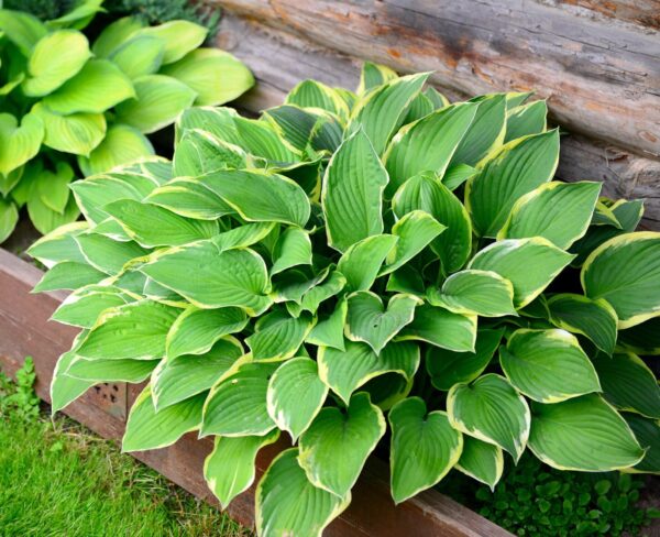 Funkia Hosta SNOW CAP - 1