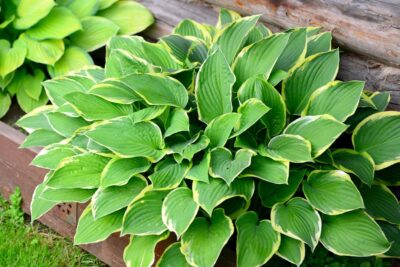 Funkia Hosta SNOW CAP