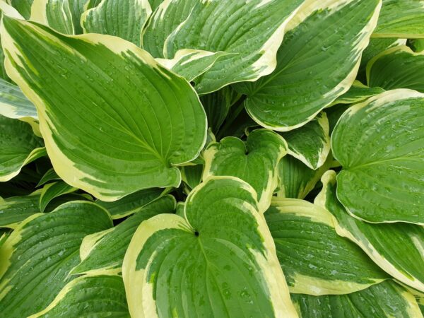 Funkia Hosta SNOW CAP - 2