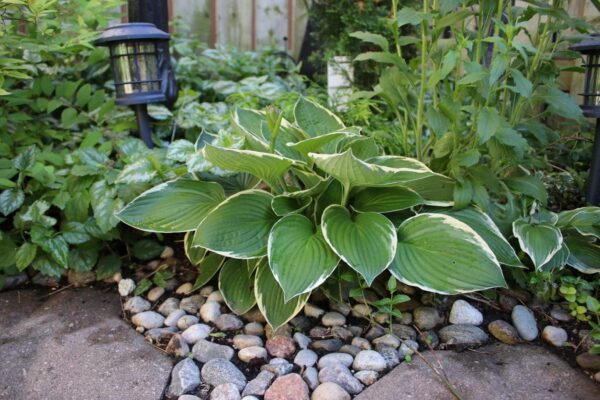 Funkia Hosta SNOW CAP - 3