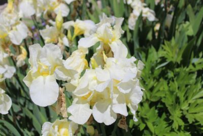 Irys syberyjski BUTTER AND SUGAR