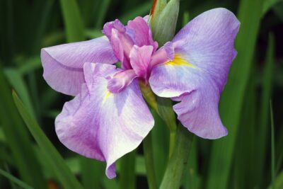 Irys syberyjski KITA NO SEIZA