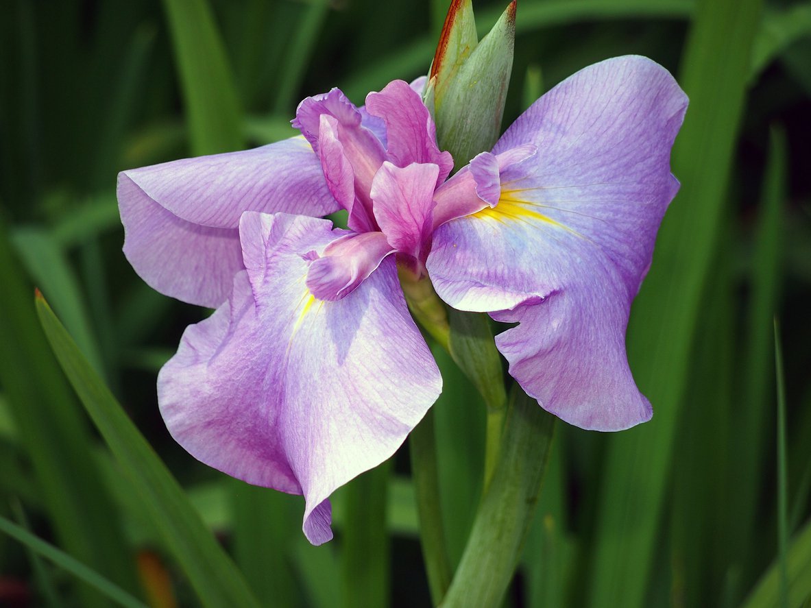 Irys syberyjski KITA NO SEIZA