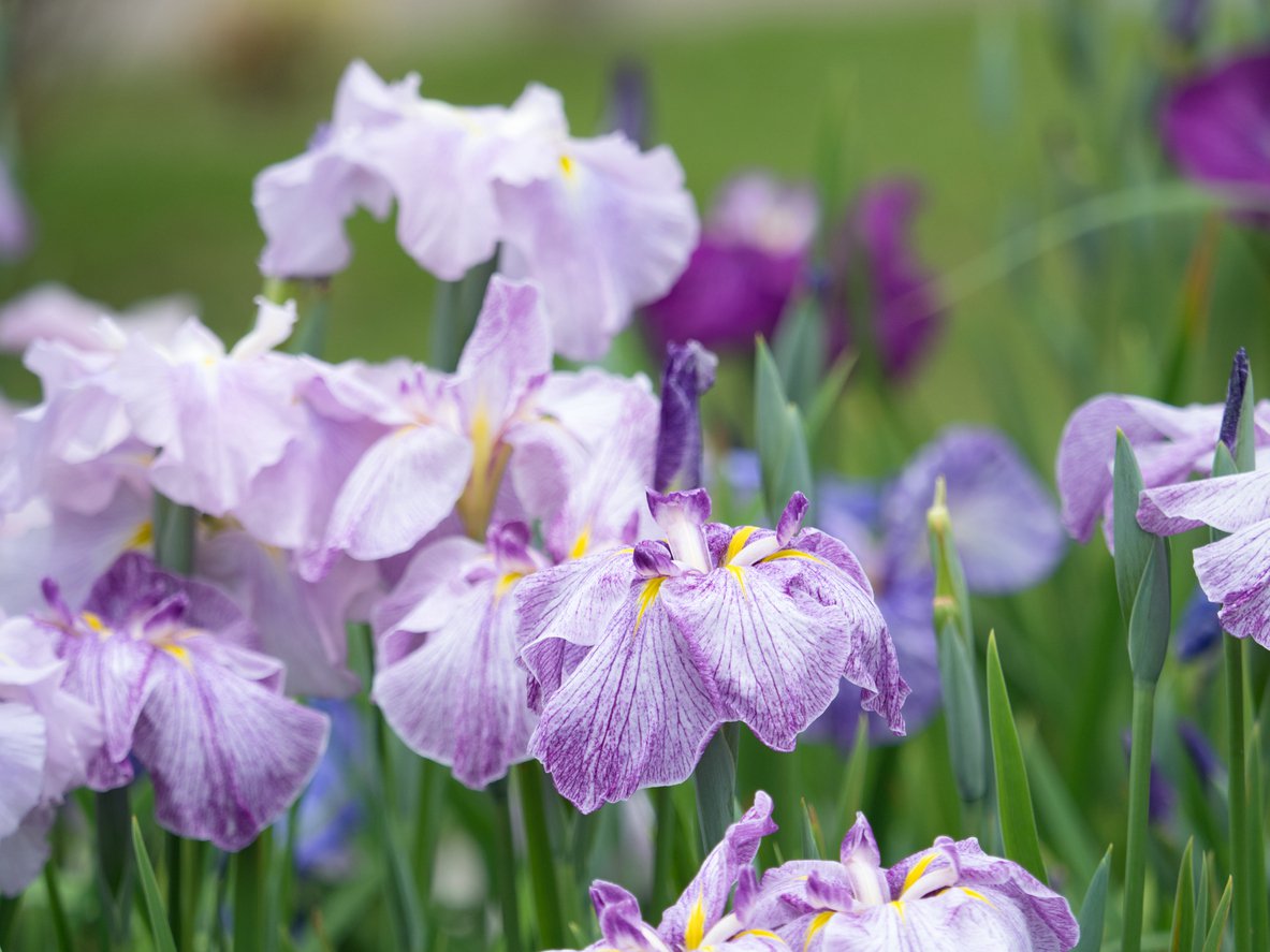 Irys syberyjski KITA NO SEIZA - 4