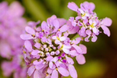 Ubiorek WIECZNIE ZIELONY PINK ICE