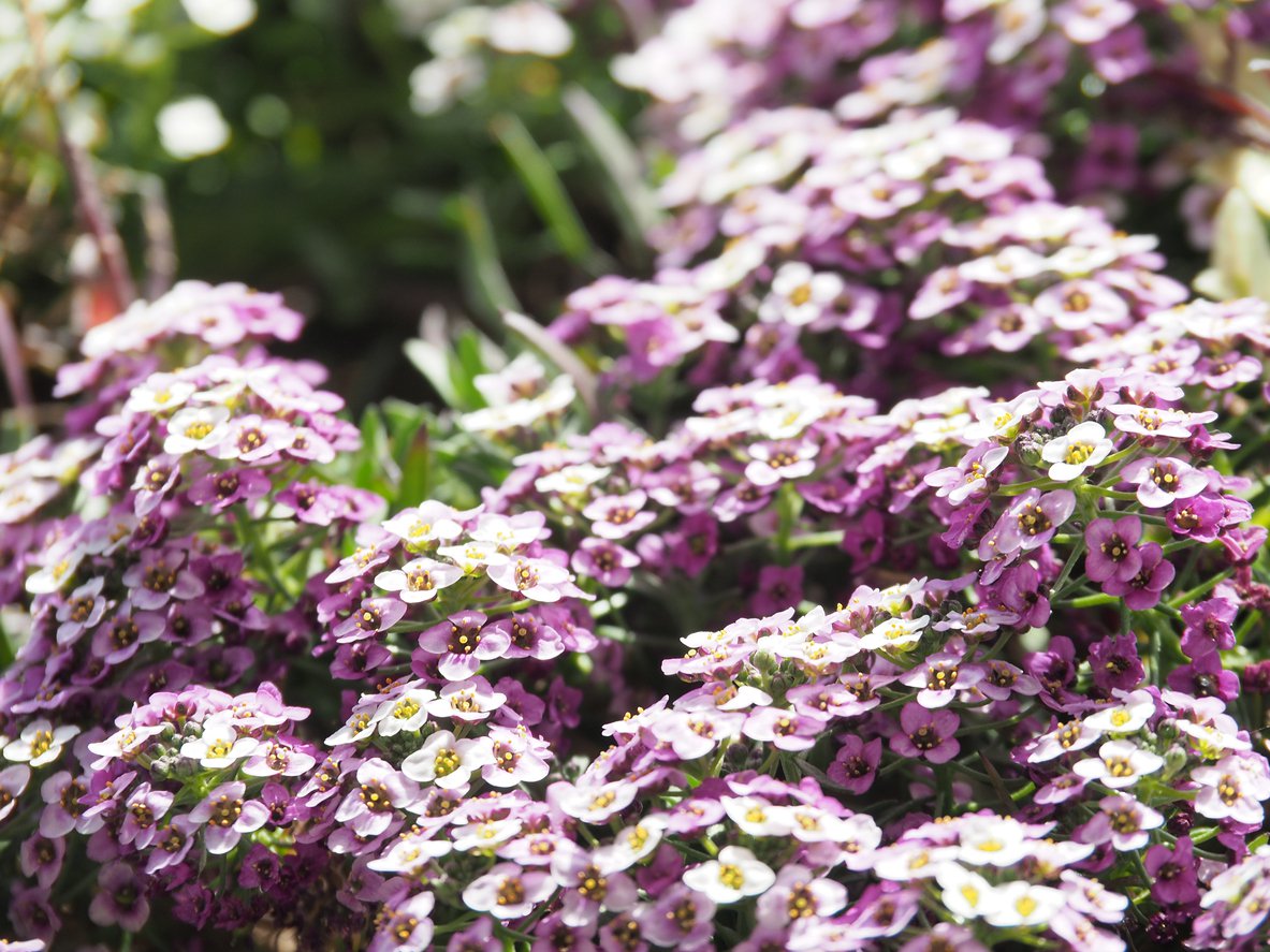 Ubiorek WIECZNIE ZIELONY PINK ICE - 3