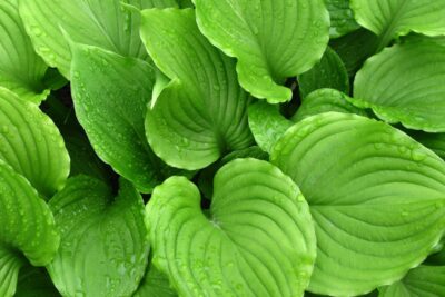 Funkia ROZDĘTA Hosta Ventricosa