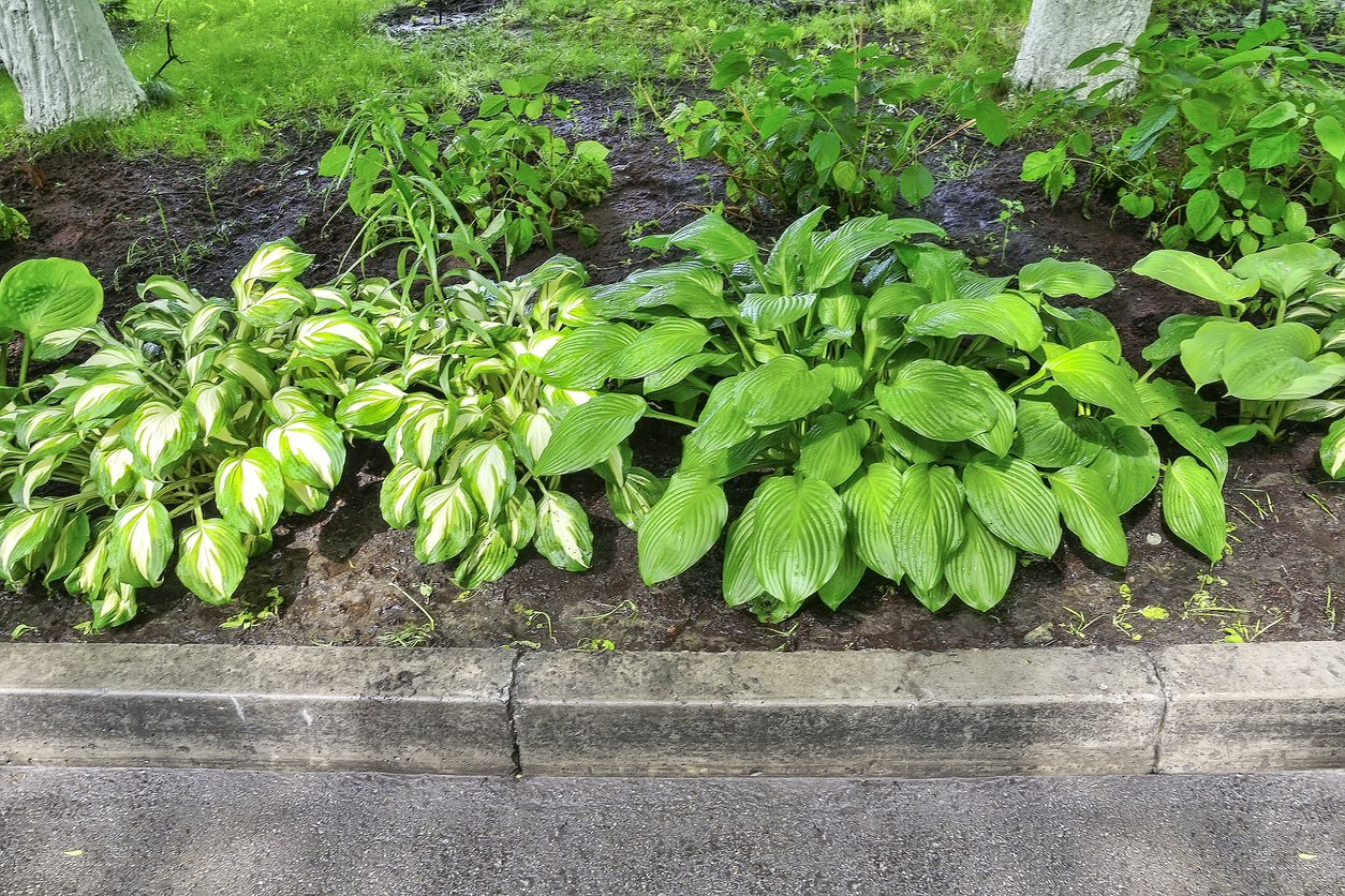 Funkia ROZDĘTA Hosta Ventricosa - 3