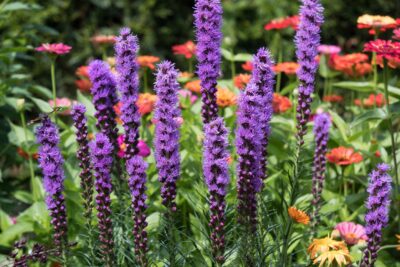 Liatra kłosowa KOBOLD