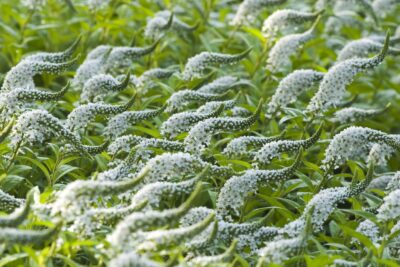 Tojeść SNOW CANDLE
