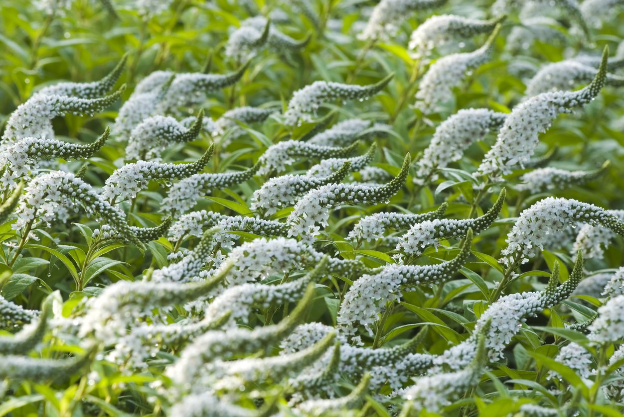 Tojeść SNOW CANDLE
