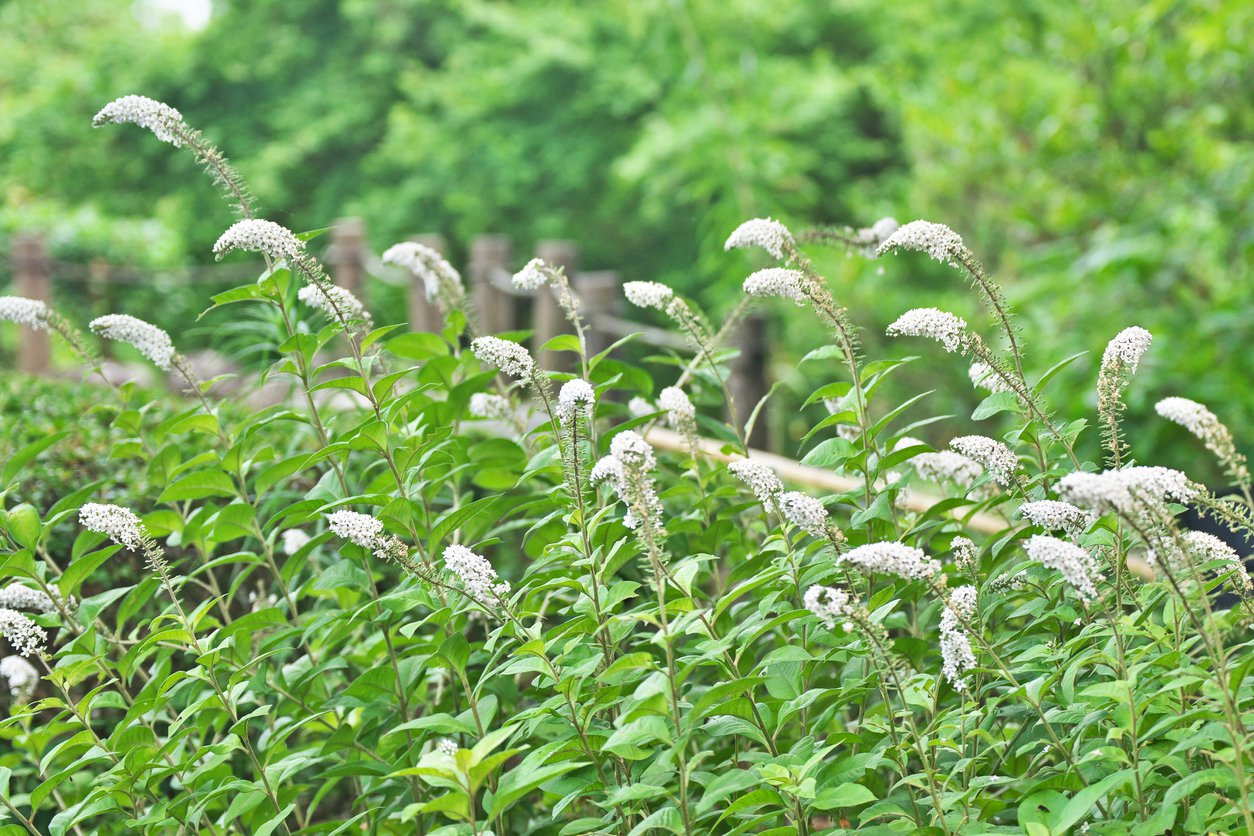Tojeść SNOW CANDLE - 3