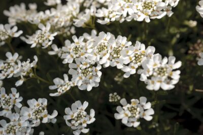 Ubiorek WIECZNIE ZIELONY TAHOLE