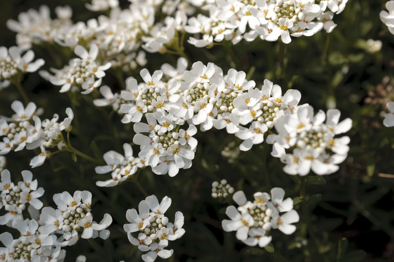 Ubiorek WIECZNIE ZIELONY TAHOLE