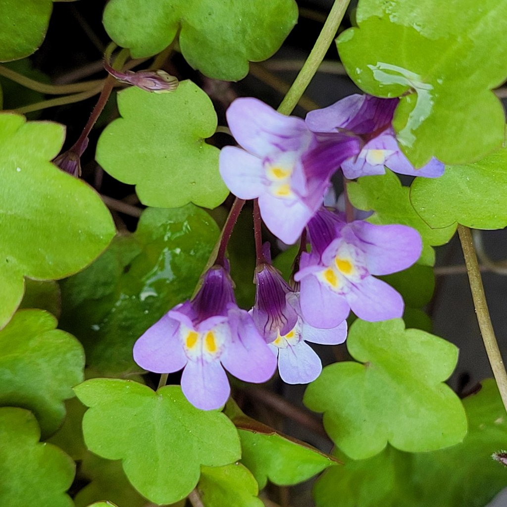 CYMBALARIA BLUSZCZYKOWATA - 3