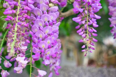 Wisteria LUDWIG LAWIN