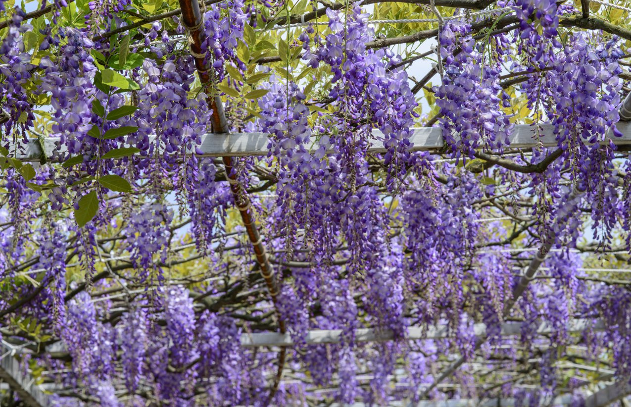 Wisteria LUDWIG LAWIN - 3