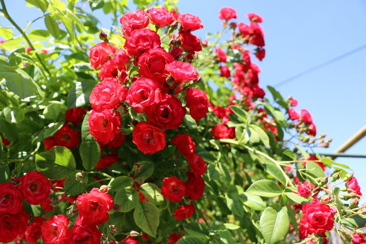 Róza okrywowa SCARLET MEIDILAND - 2