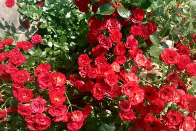 Róza okrywowa SCARLET MEIDILAND