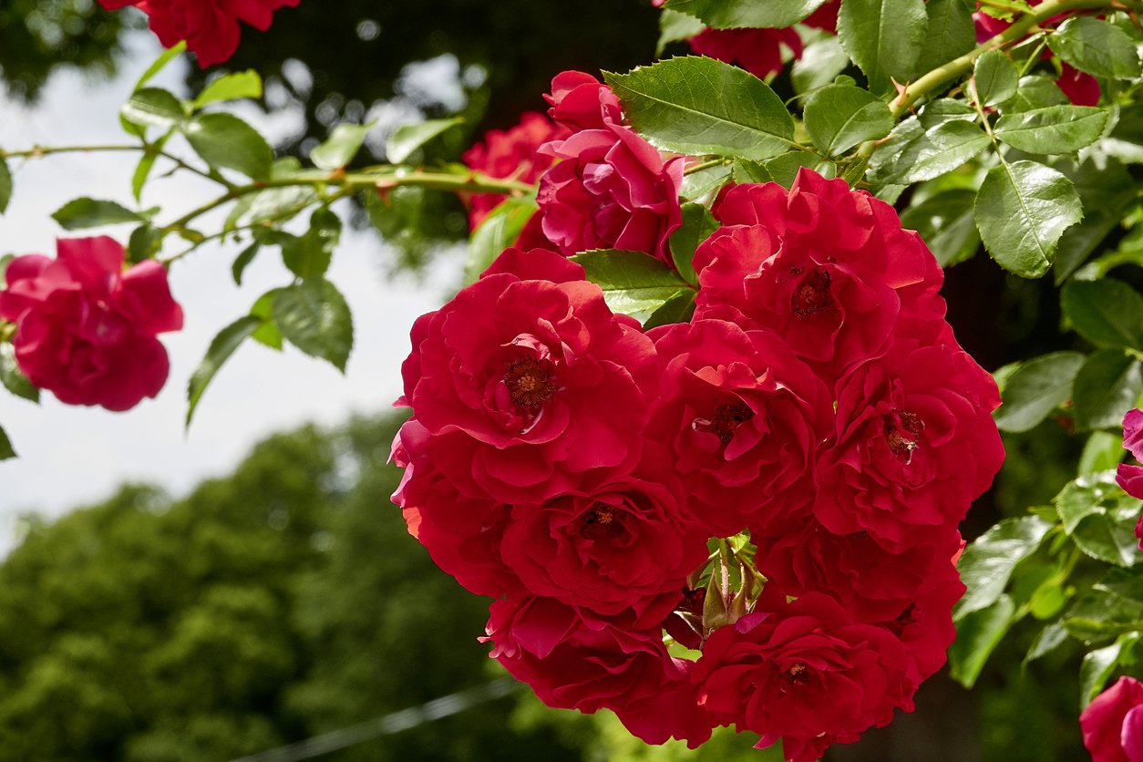 Róza okrywowa SCARLET MEIDILAND - 4