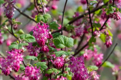 Porzeczka krwista RED BROSS
