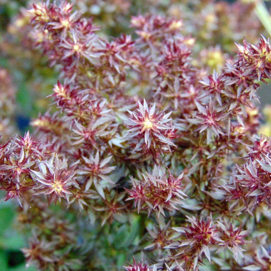 Płomyk Floks BLIND LION - 3