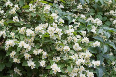 Jaśminowiec MINNESOTA SNOWFLAKE