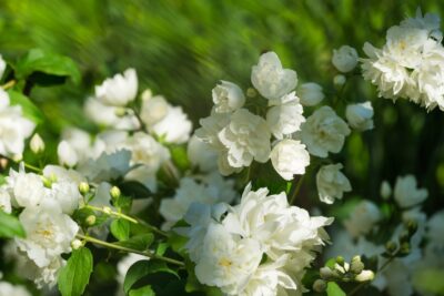 Jaśminowiec DAME BLANCHE