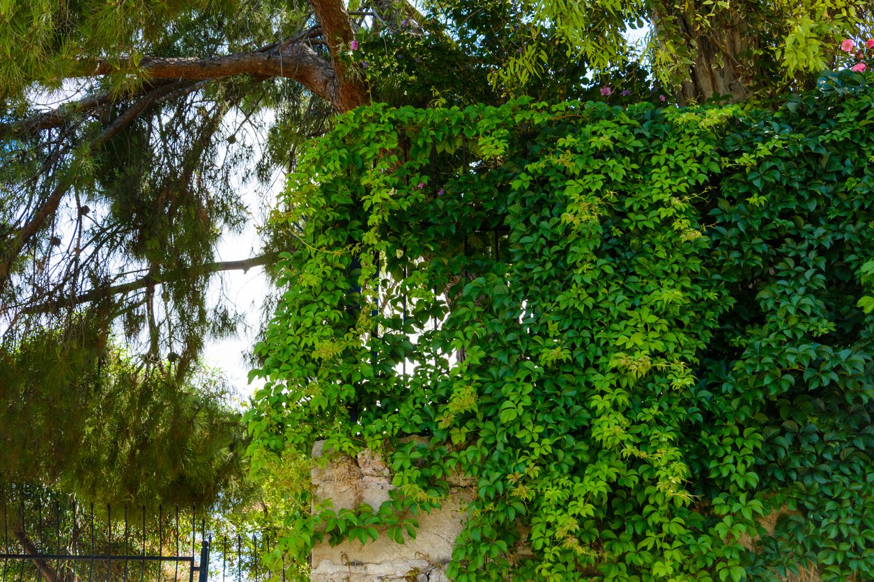 Winobluszcz pięciolistkowy KIRIGAMI - 2