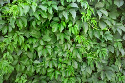 Winobluszcz pięciolistkowy KIRIGAMI