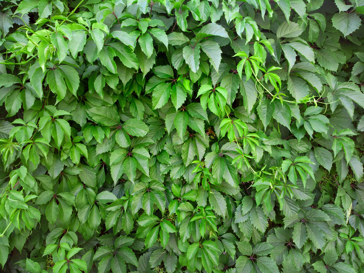 Winobluszcz pięciolistkowy KIRIGAMI