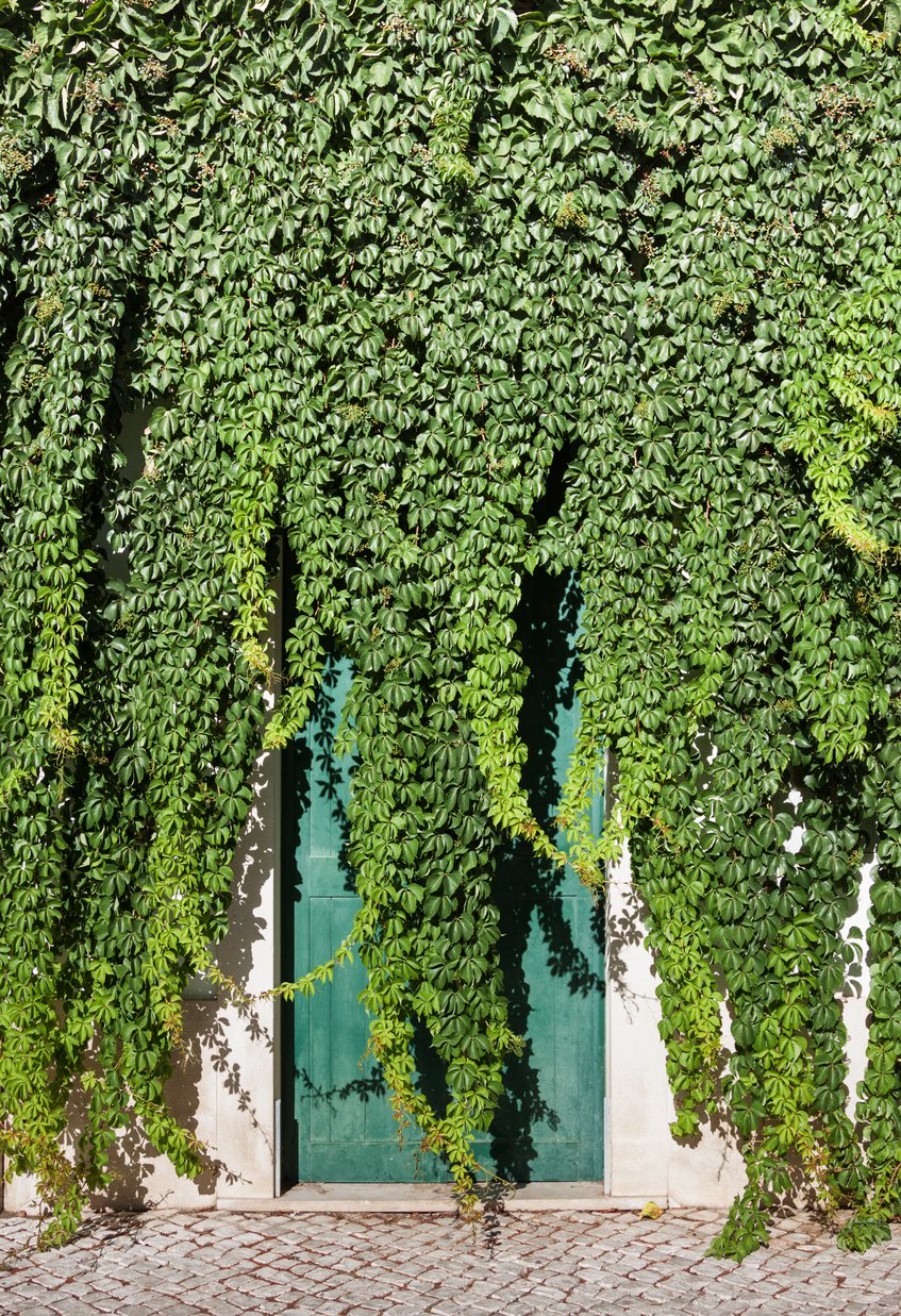 Winobluszcz pięciolistkowy MURORUM - 3