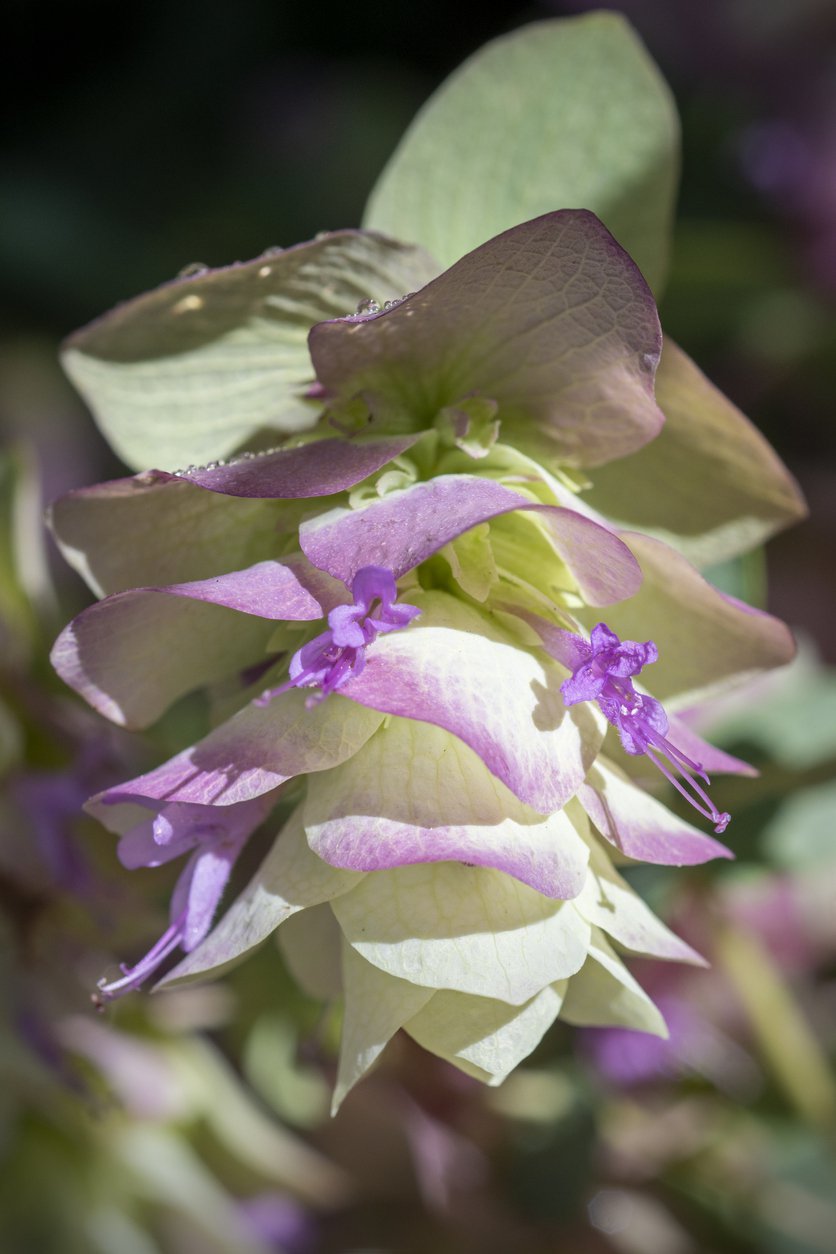 Lebiodka okrągłolistna KENT BEAUTY - 3