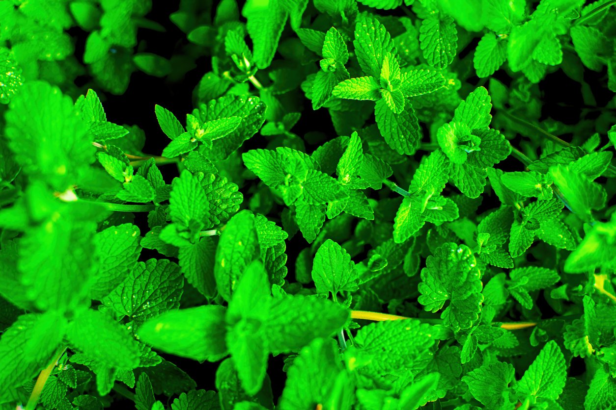 Kocimiętka Fassena SIX HILLS GIANT - 3